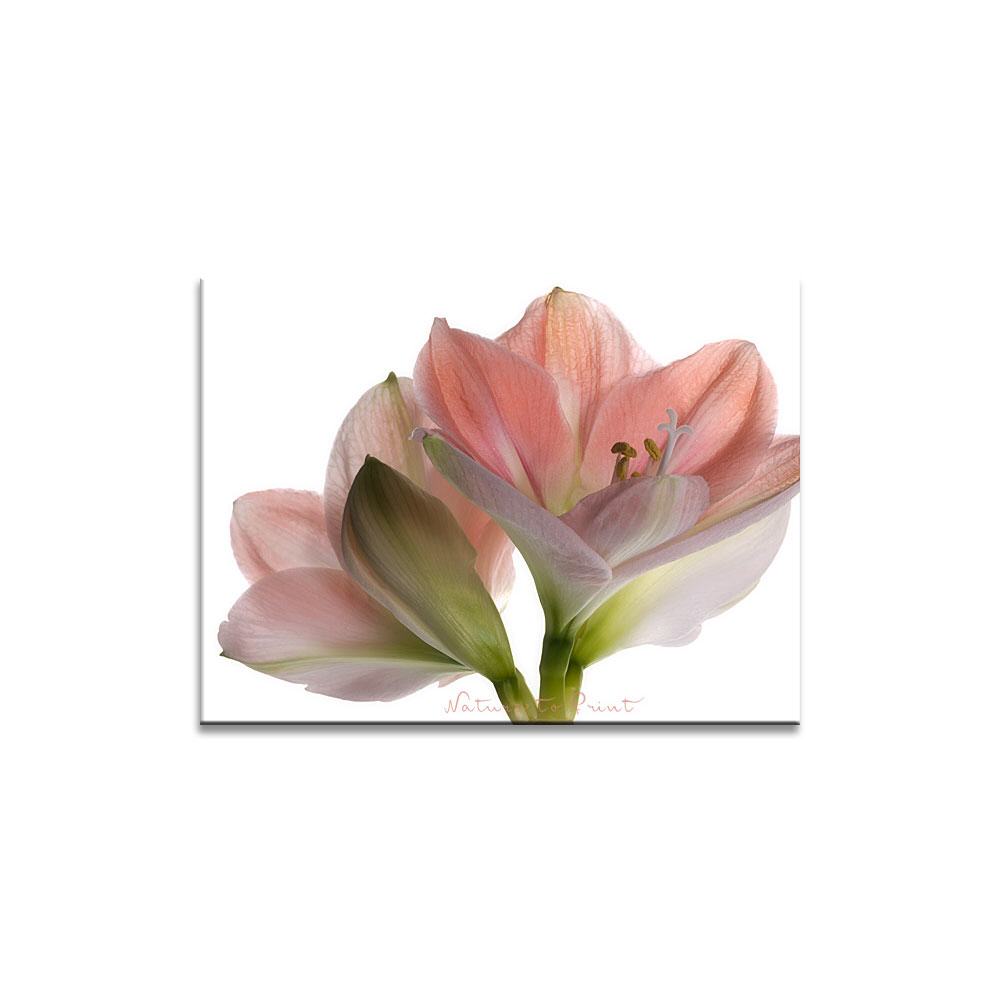 Rosa Amaryllis Blumenbild auf Leinwand, Kunstdruck oder FineArt