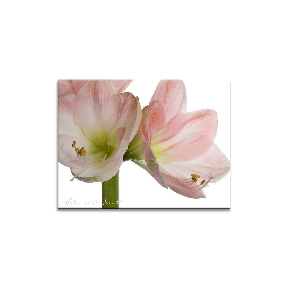 Amaryllis Frontal | Blumenbild auf Leinwand, Kunstdruck, FineArt, Acrylglas, Alu, Fototapete, Kissen
