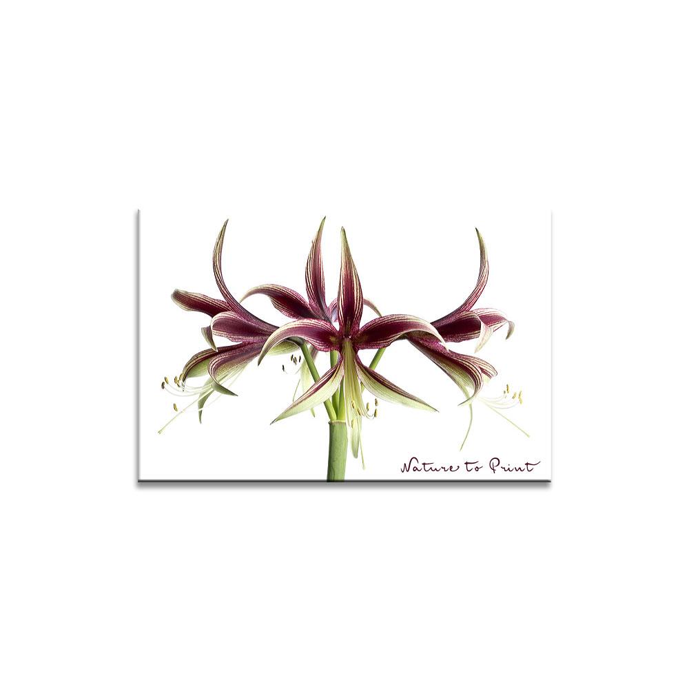 Blütenkrone einer Amaryllis | Blumenbild auf Leinwand, Kunstdruck, FineArt, Acrylglas, Alu, Fototapete, Kissen