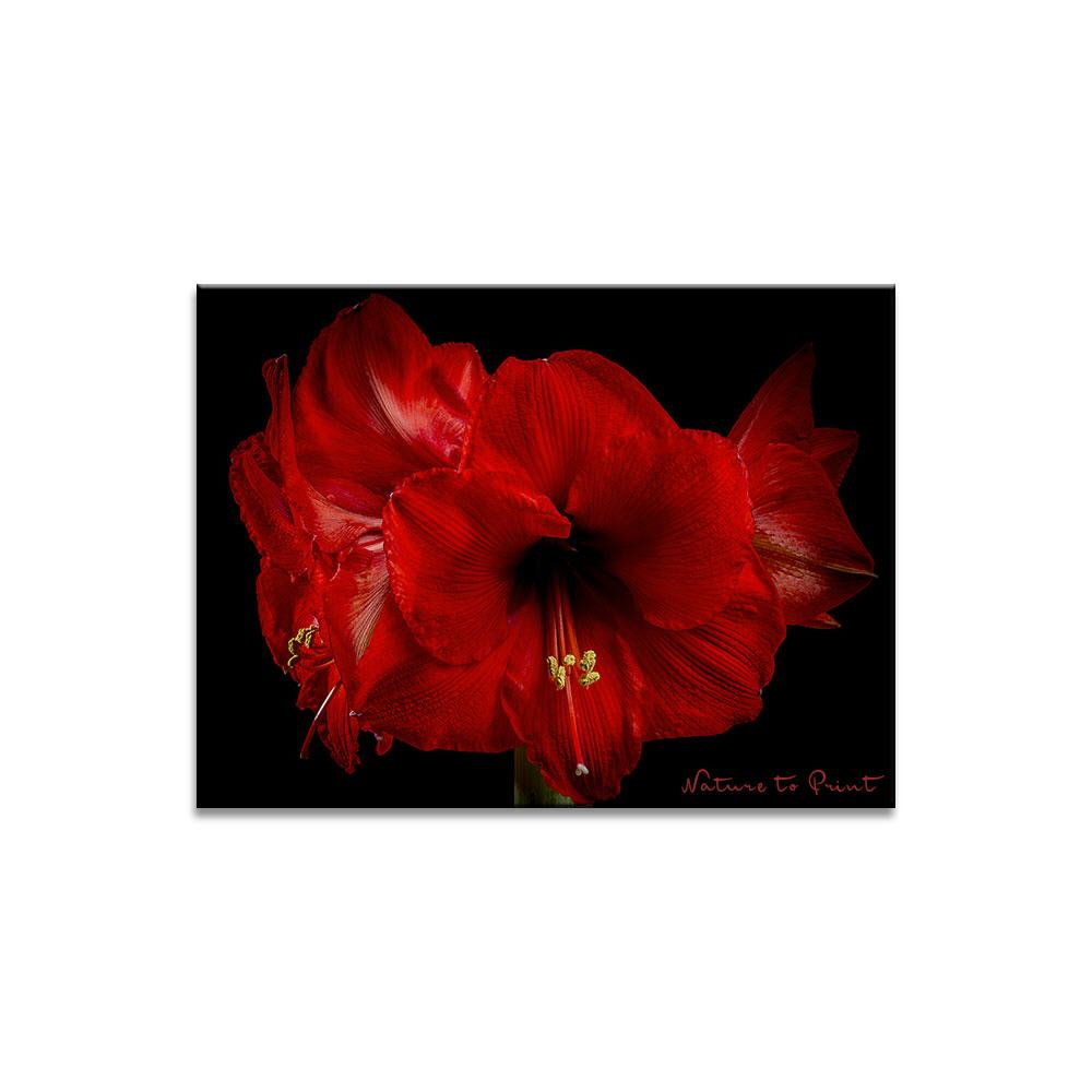 Prachtvolle rote Amaryllis | Blumenbild auf Leinwand, Kunstdruck, FineArt, Acrylglas, Alu, Fototapete, Kissen