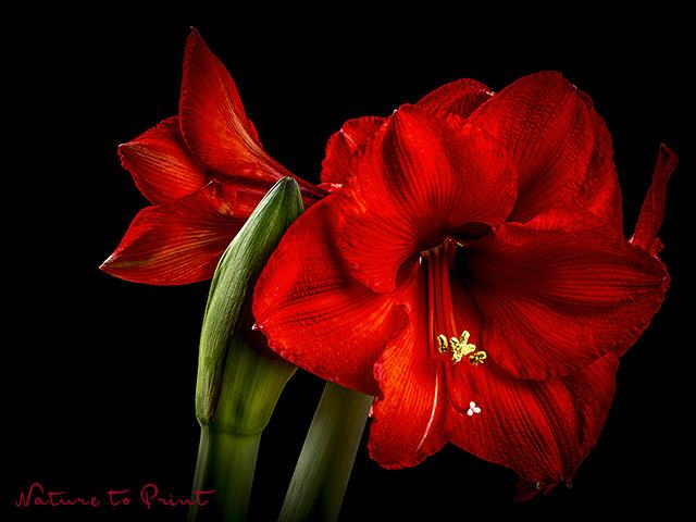 Blumenbild Rote Amaryllis vor Schwarz
