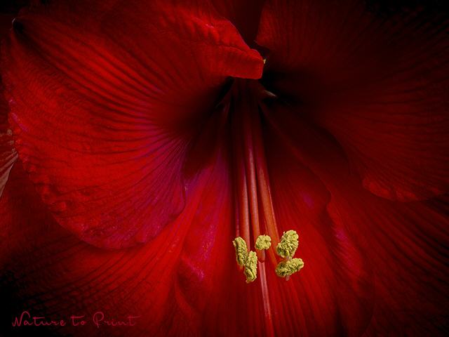 Blumenbild Geheimnisvolle Amaryllis