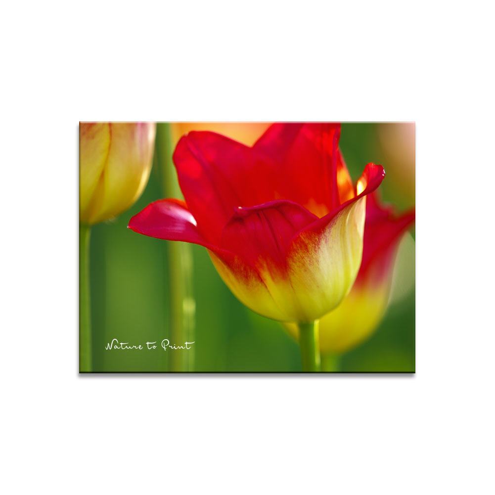 Willkommen im Frühling | Blumenbild auf Leinwand, Kunstdruck, FineArt, Acrylglas, Alu, Fototapete, Kissen