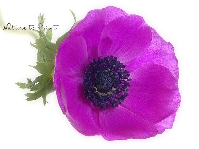 Blumenbild Frühlingsbotin Anemone