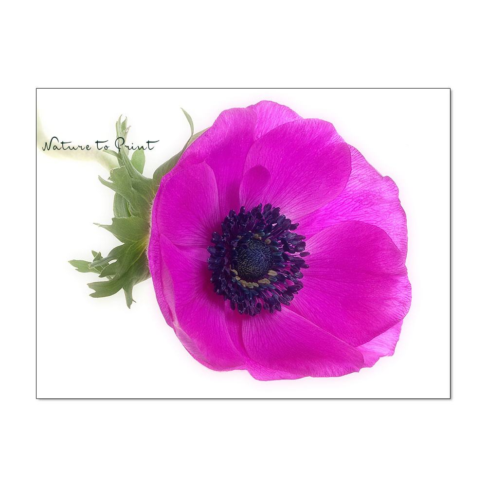 Frühliingsbotin Anemone | Blumenbild auf Leinwand, Kunstdruck, FineArt, Acrylglas, Alu-Dibond, Blumenkissen, Fototapete