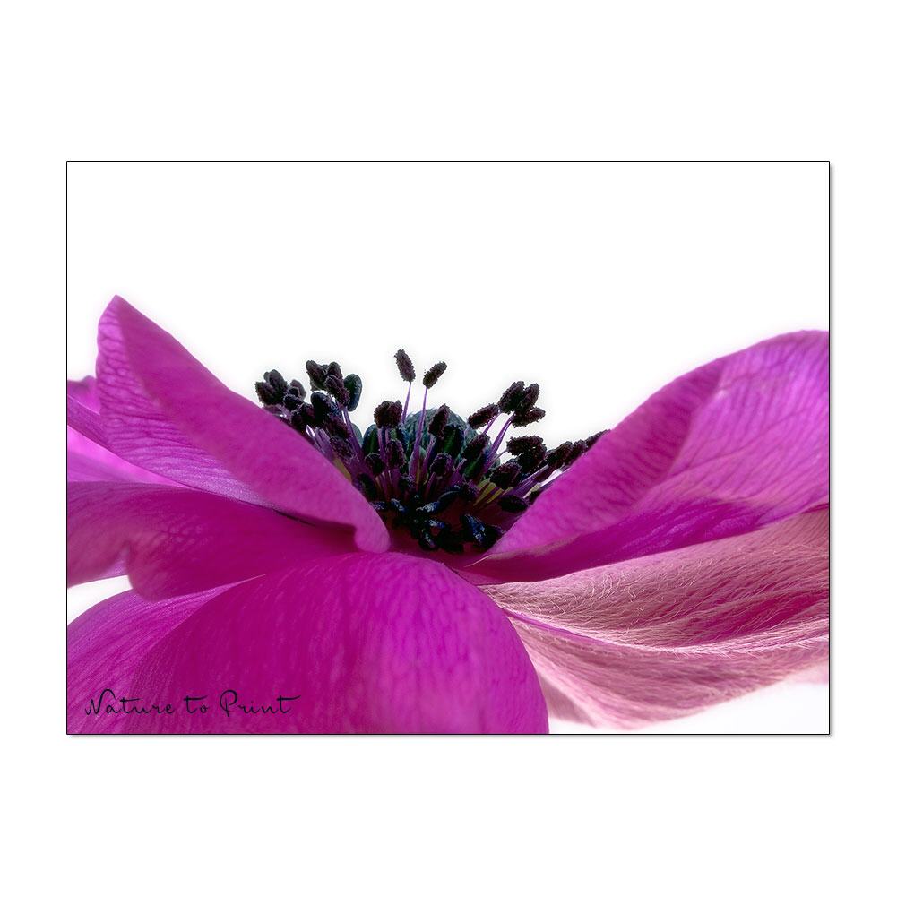 Makro Anemone | Blumenbild auf Leinwand, Kunstdruck, FineArt, Acrylglas, Alu-Dibond, Blumenkissen, Fototapete