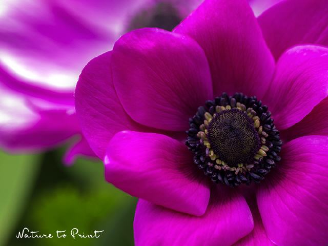Blumenbild Anemone in Shocking Pink