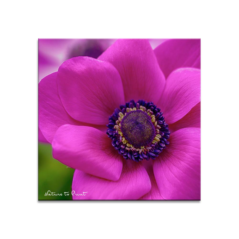 Anemone in Shocking Pink  | Quadratisches Blumenbild auf Leinwand