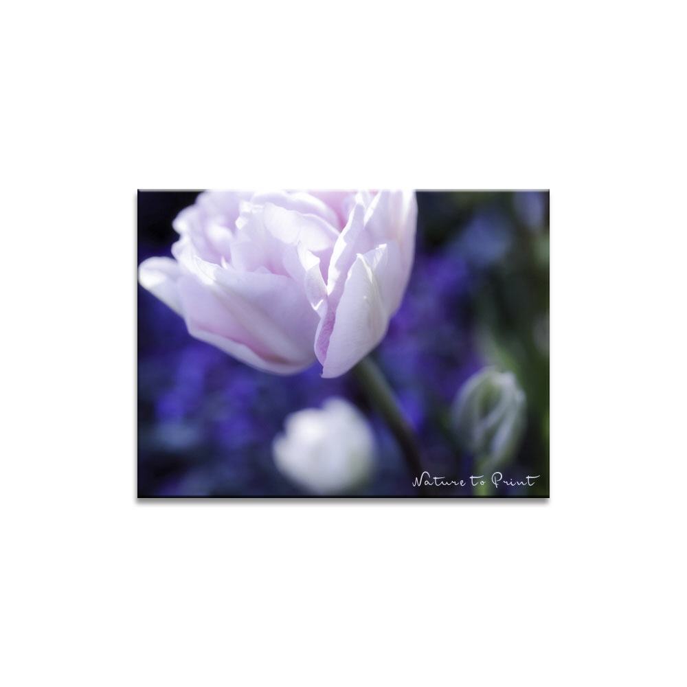 Angelique vor Chagallblau | Blumenbild auf Leinwand, Kunstdruck, FineArt, Acrylglas, Alu, Fototapete, Kissen