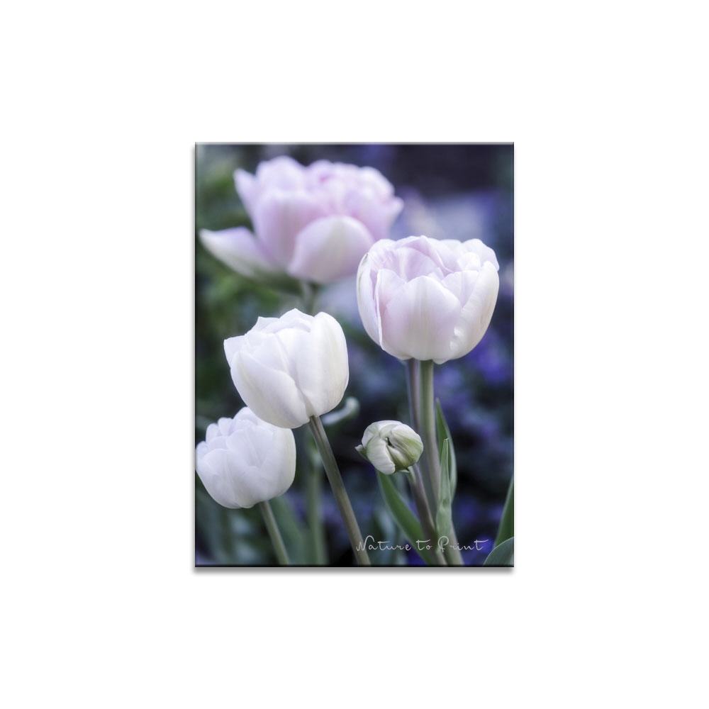 Tulpen in Rosarot | Blumenbild auf Leinwand, Kunstdruck, FineArt, Acrylglas, Alu, Fototapete, Kissen