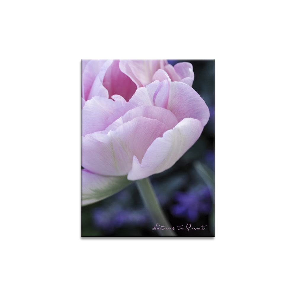 Romantische Angelique | Blumenbild auf Leinwand, Kunstdruck, FineArt, Acrylglas, Alu, Fototapete, Kissen