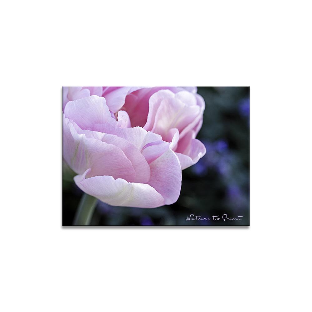 Romantische Angelique  | Blumenbild auf Leinwand, Kunstdruck, FineArt, Acrylglas, Alu, Fototapete, Kissen