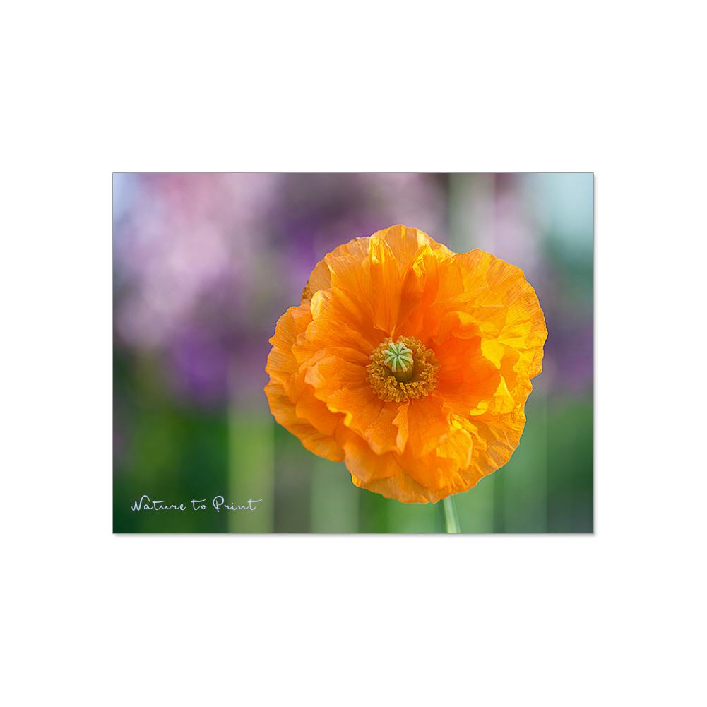 Orange Poppy | Blumenbild auf Leinwand, Kunstdruck, FineArt, Acrylglas, Alu, Fototapete, Kissen