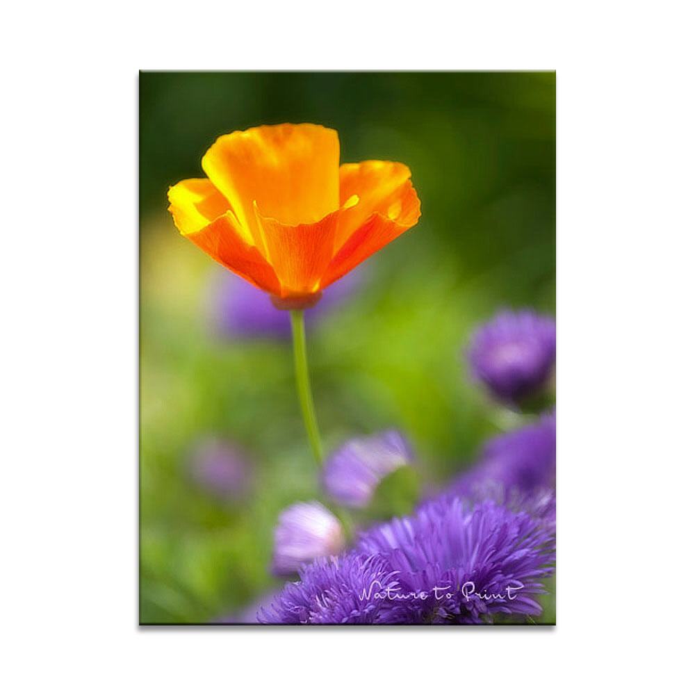 Komplementärfarben im Blumenbeet Blumenbild auf Leinwand, Kunstdruck, Acrylglas, Alu, Kissen