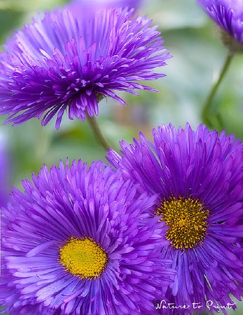 Blumenbild Violette Sonnenstrahlen