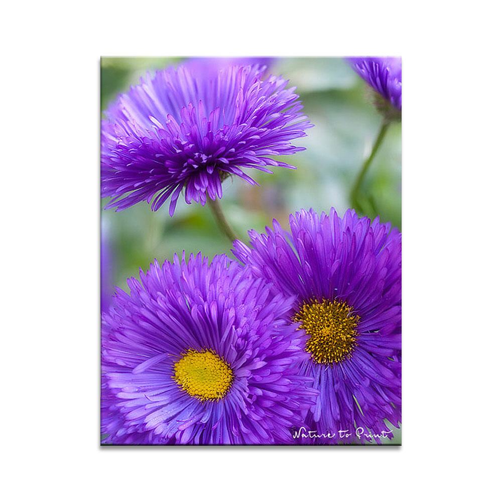 Violette Sonnenstrahlen | Blumenbild auf Leinwand, Kunstdruck, FineArt, Acrylglas, Alu, Fototapete, Kissen