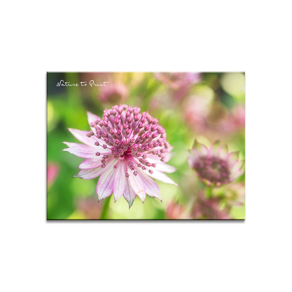 Sterndolde in Zartrosa Blumenbild auf Leinwand, Kunstdruck oder FineArt