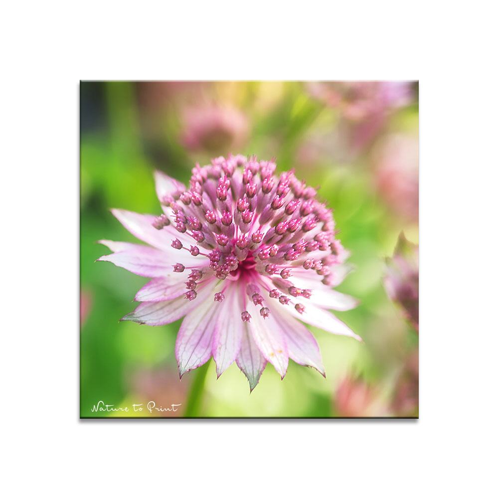 Rosa Sterndolde | Quadratisches Blumenbild auf Leinwand