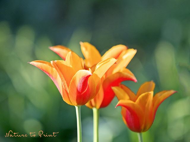 Blumenbild Orange Delight