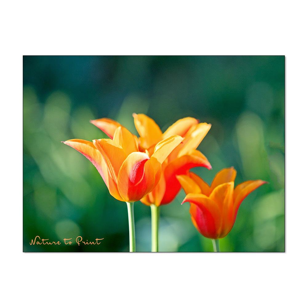 Orange Delight Blumenbild auf Leinwand, Kunstdruck oder FineArt