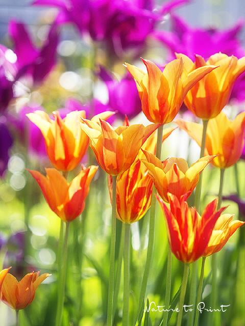Blumenbild Frühlingstanz der eleganten Tulpen