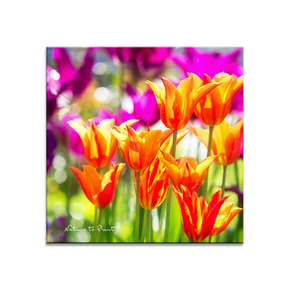 Frühlingstanz der Tulpen | Quadratisches Blumenbild auf Leinwand