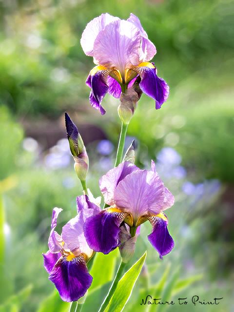 Blumenbild Iris im Morgenlicht
