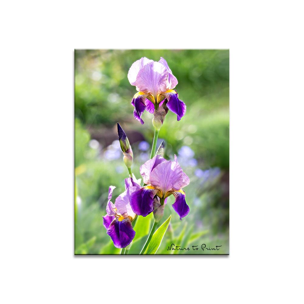 Iris im Morgenlicht  Blumenbild auf Leinwand, Kunstdruck oder FineArt