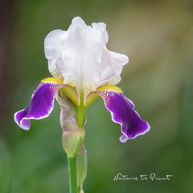 Schwertlilie | Iris