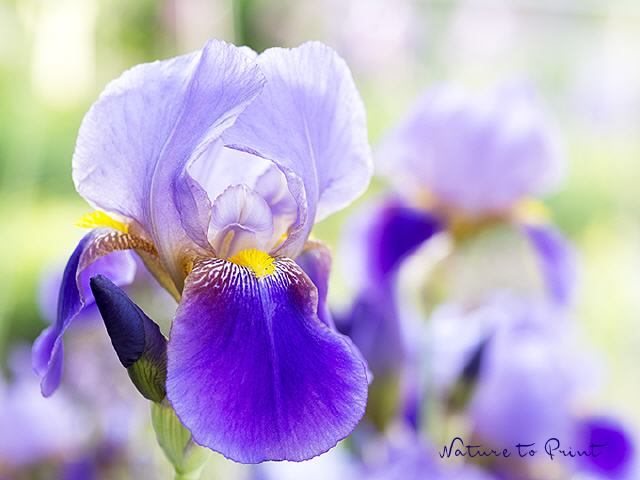 Blumenbild Bezaubernde Iris