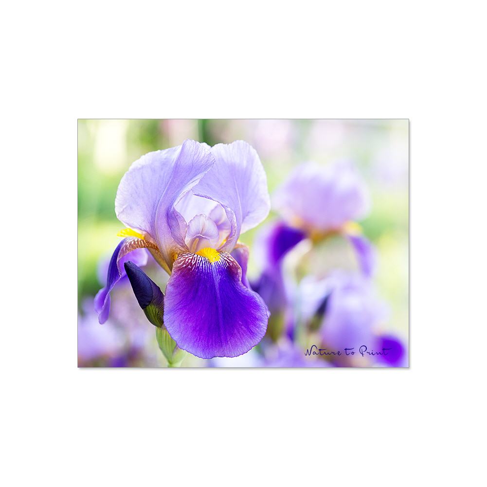 Zauberhafte Iris  Blumenbild auf Leinwand, Kunstdruck oder FineArt