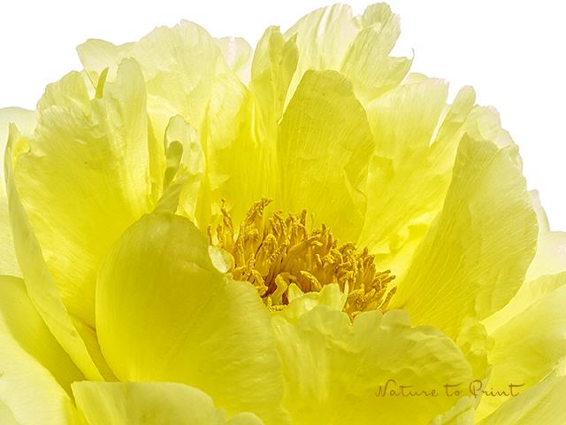 Blumenbild Gelbe Pfingstrose, freigestellt
