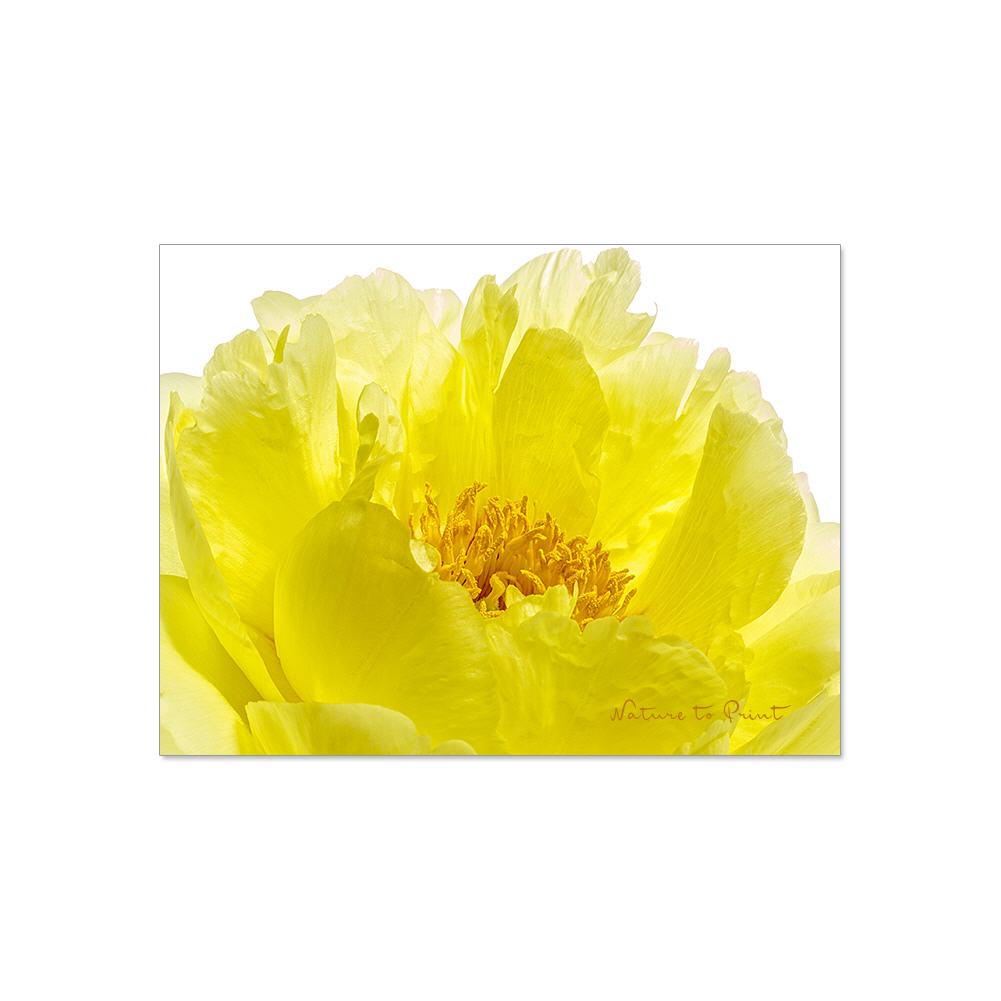 Blumenbild auf Leinwand, Kunstdruck oder Fine-Art-Print Gelbes Blütenmeer einer Pfingstrose, freigestellt