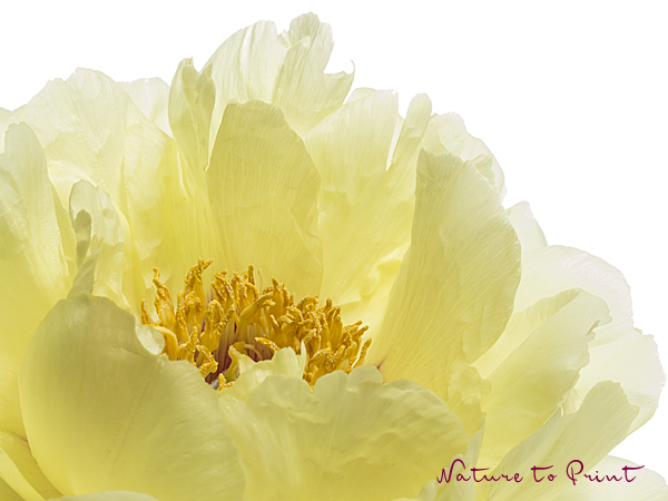Blumenbild Gelbes Blütenmeer | Pfingstrose
