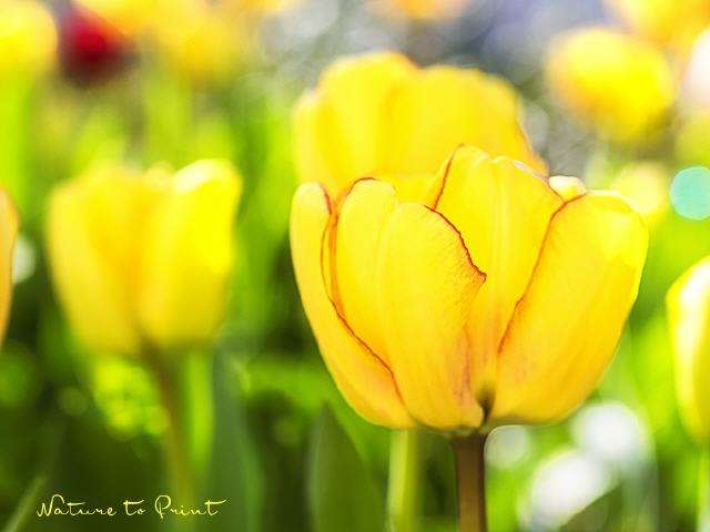 Tulpe Beauty of Spring  pflegeleichtes Kissen
