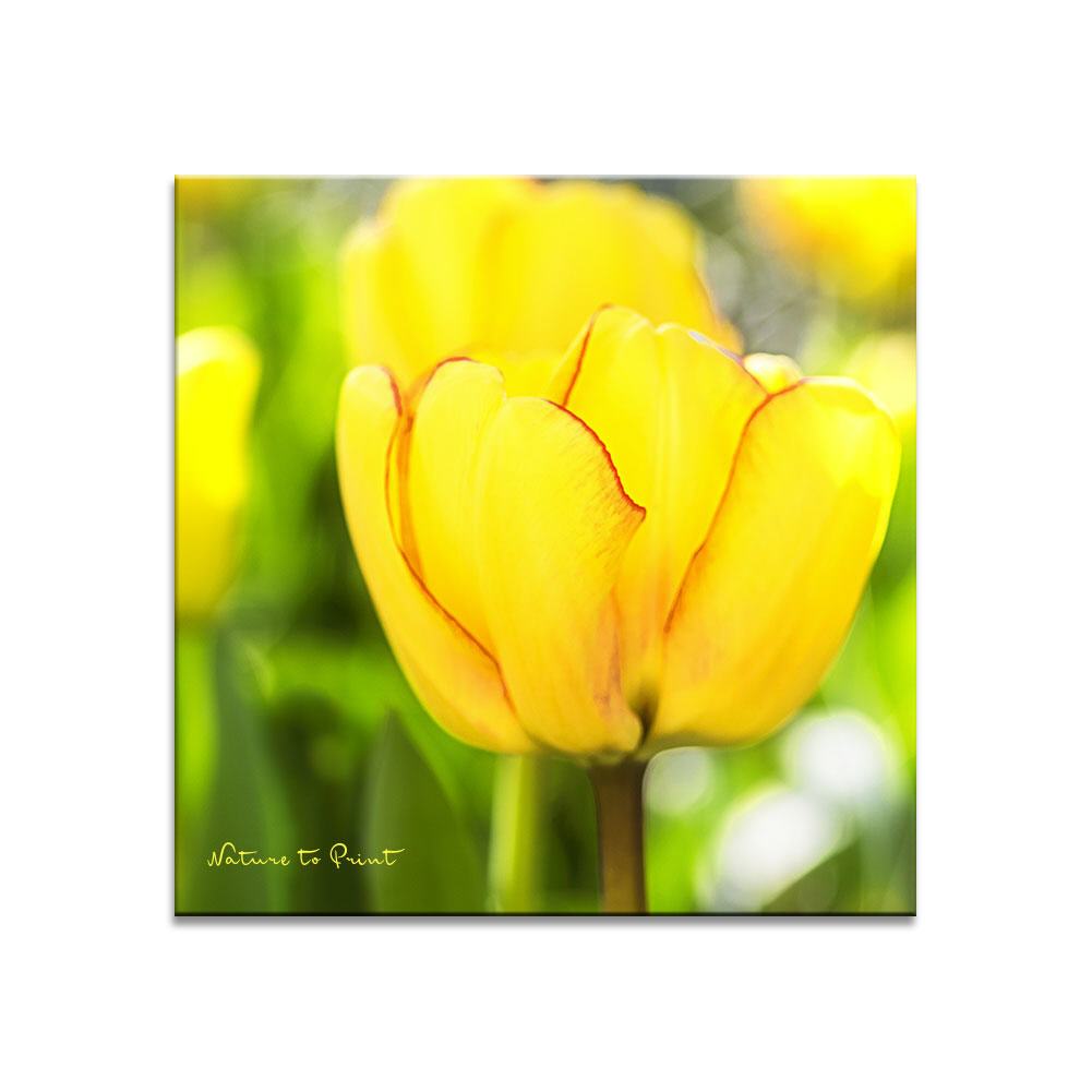 Tullpenbild Beauty of Spring | Blumenbild auf Leinwand, Kunstdruck, Fototapete, FineArt
