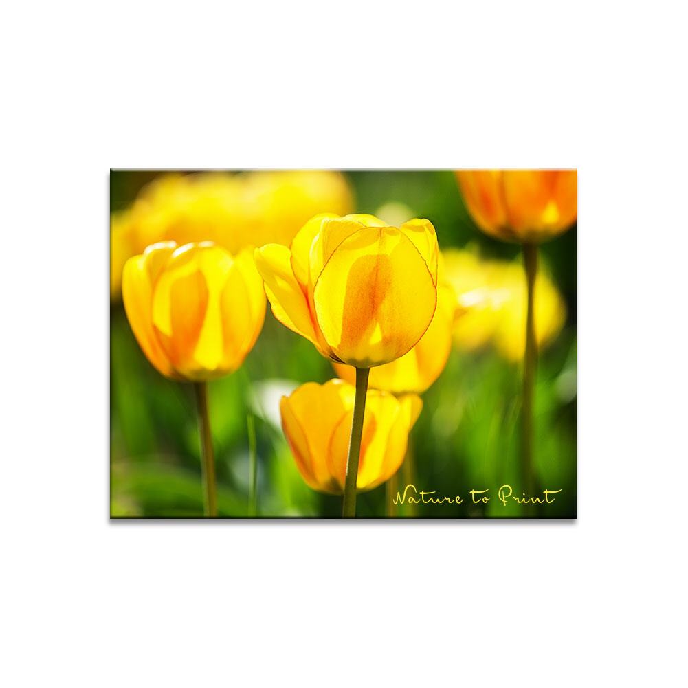 A Lucky Sunny Day  | Blumenbild auf Leinwand, Kunstdruck, FineArt, Acrylglas, Alu, Fototapete, Kissen
