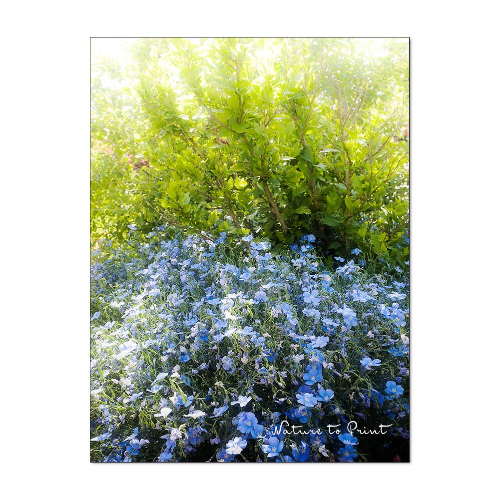 Blauer Weg ins Paradies | Blumenbild auf Leinwand, Kunstdruck, FineArt, Acrylglas, Alu-Dibond, Blumenkissen, Fototapete