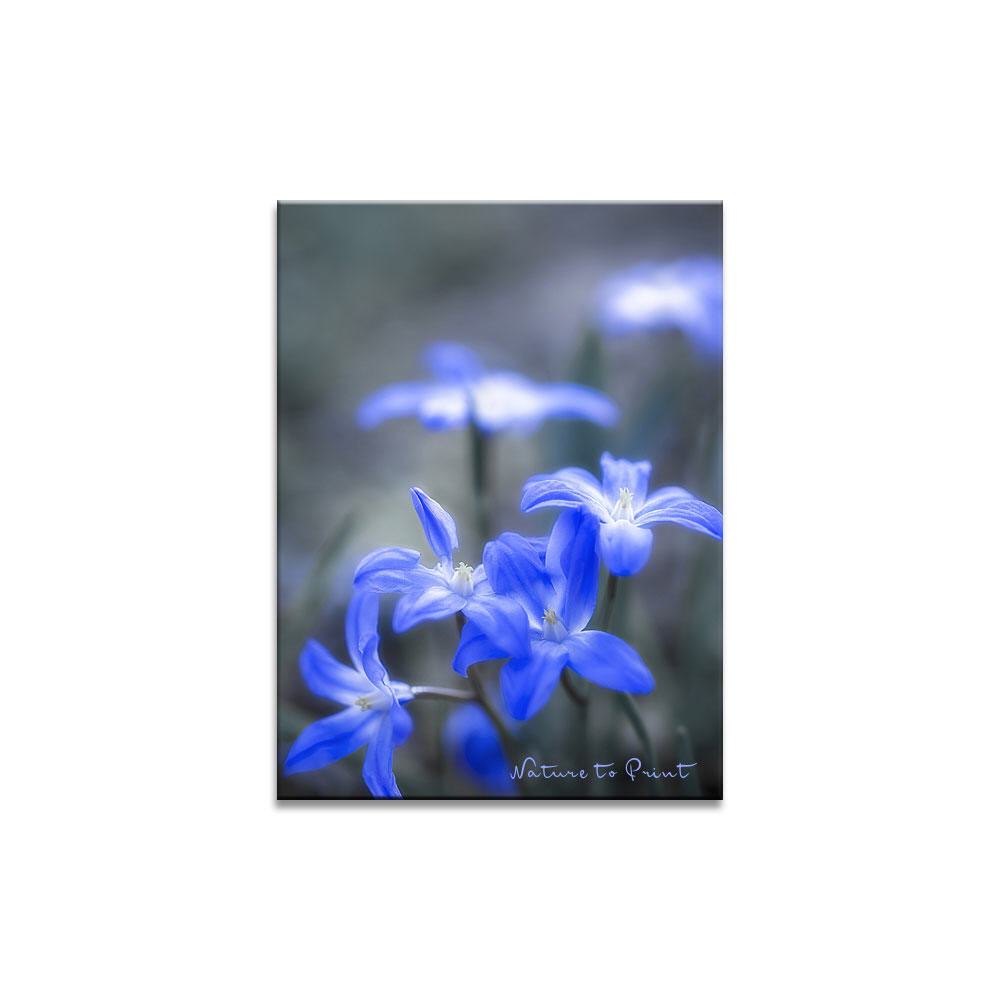Blumenbild: Blausternchen