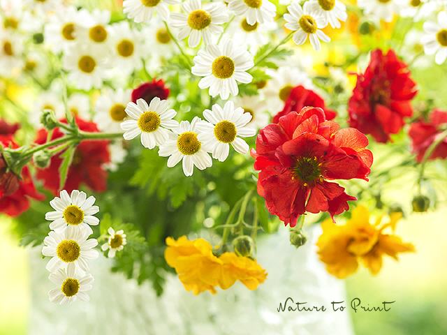 Blumenbild Mehr Spaß mit bunten Sommerblumen