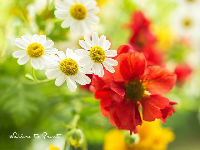 Blumenbild Spaß mit fröhlich bunten Sommerblumen