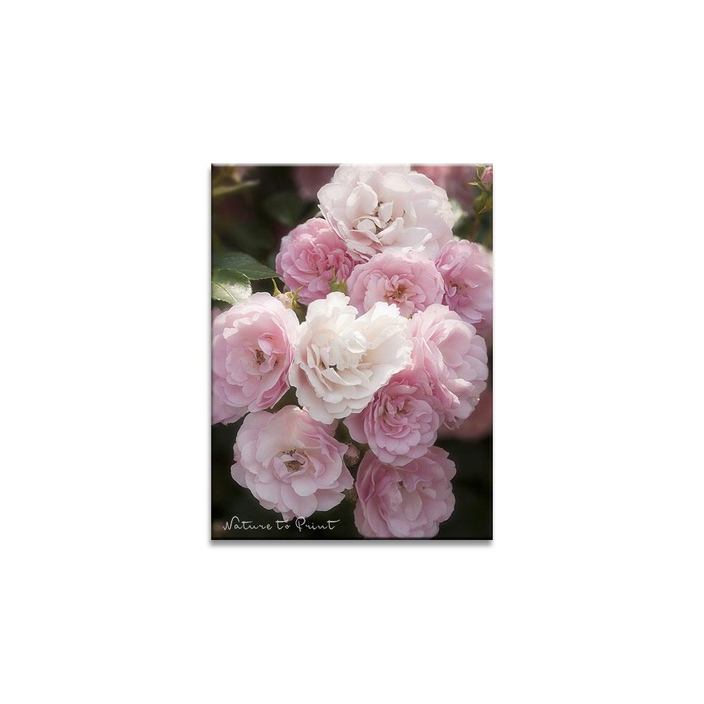 Leinwanddruck Rosen: Blühender Rosenzweig