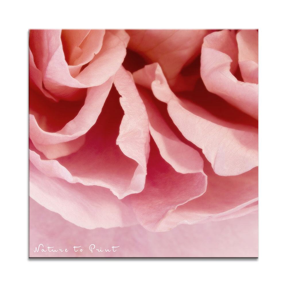 Rosa Rosenwogen | Quadratisches Rosenbild auf Leinwand