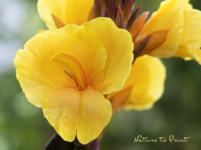 Blumenbild Goldene Canna