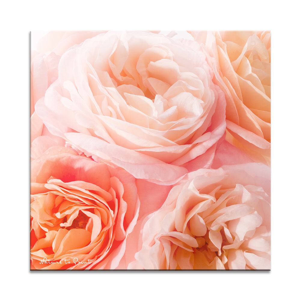Romantische Rosen | Quadratisches Rosenbild auf Leinwand