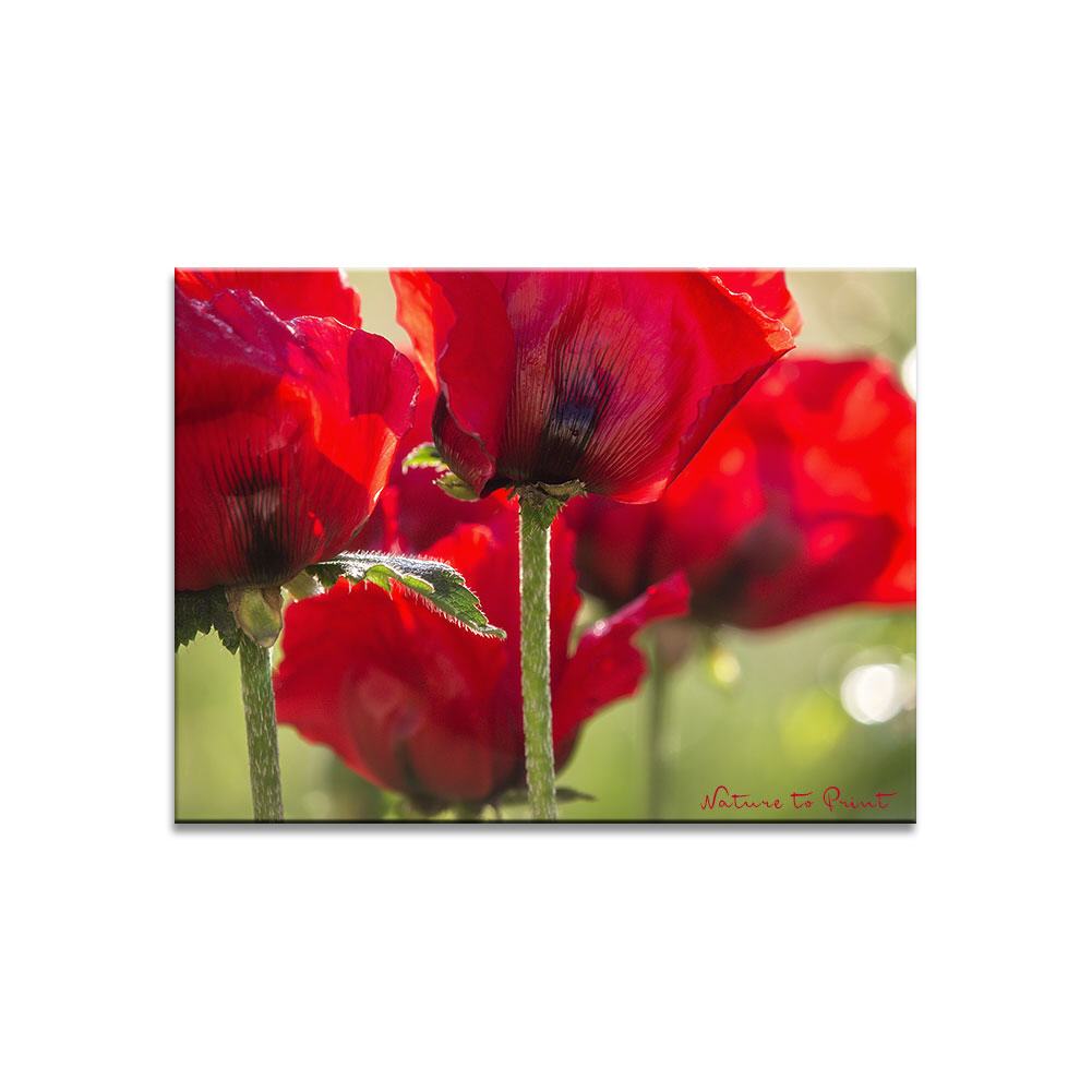 Starker roter Mohn Blumenbild auf Leinwand, Kunstdruck oder FineArt