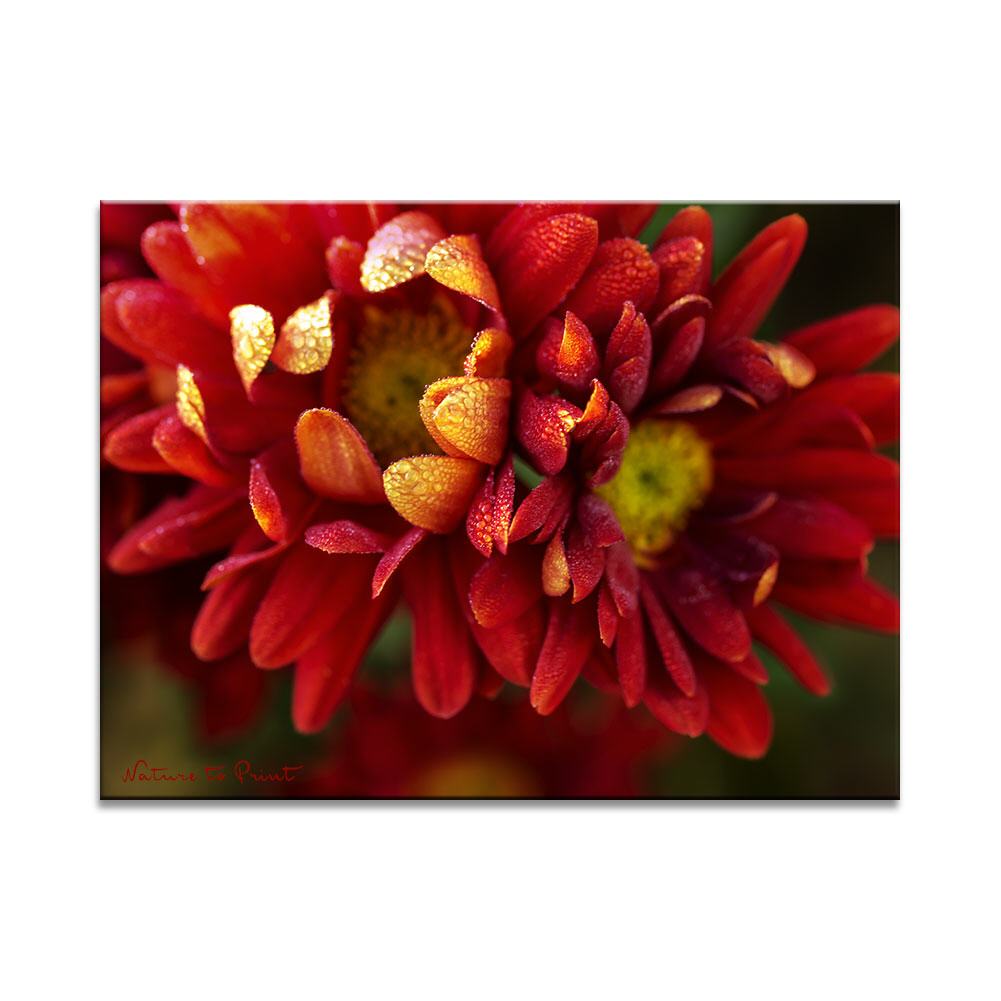Zwei feuerrote Chrysanthemen, Blumenbild auf Leinwand, Kunstdruck,Acrylglas, Alu, Kissen