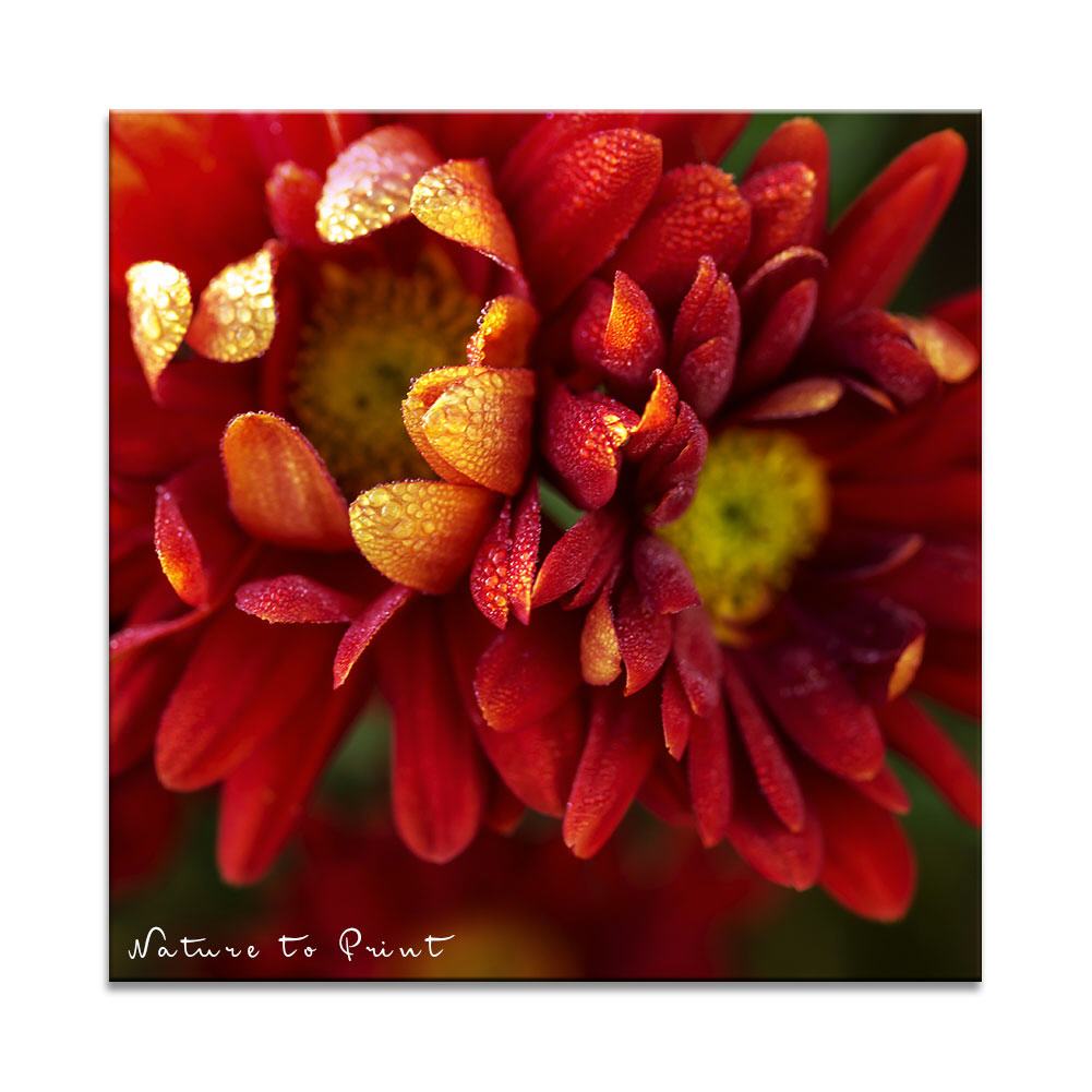 Feurige Chrysanthemen | Quadratisches Blumenbild auf Leinwand