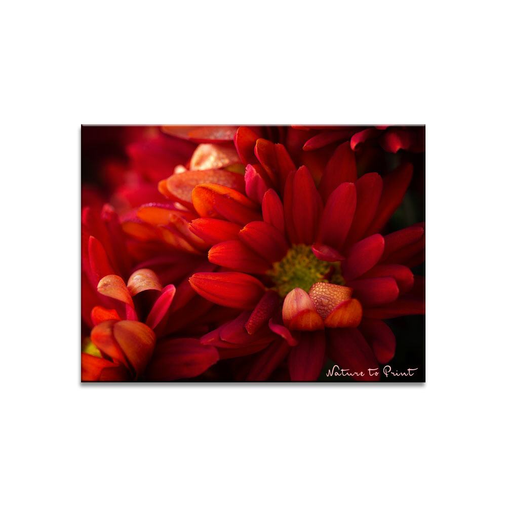 Verwegene Chrysantheme | Blumenbild auf Leinwand, Kunstdruck,Acrylglas, Alu, Kissen