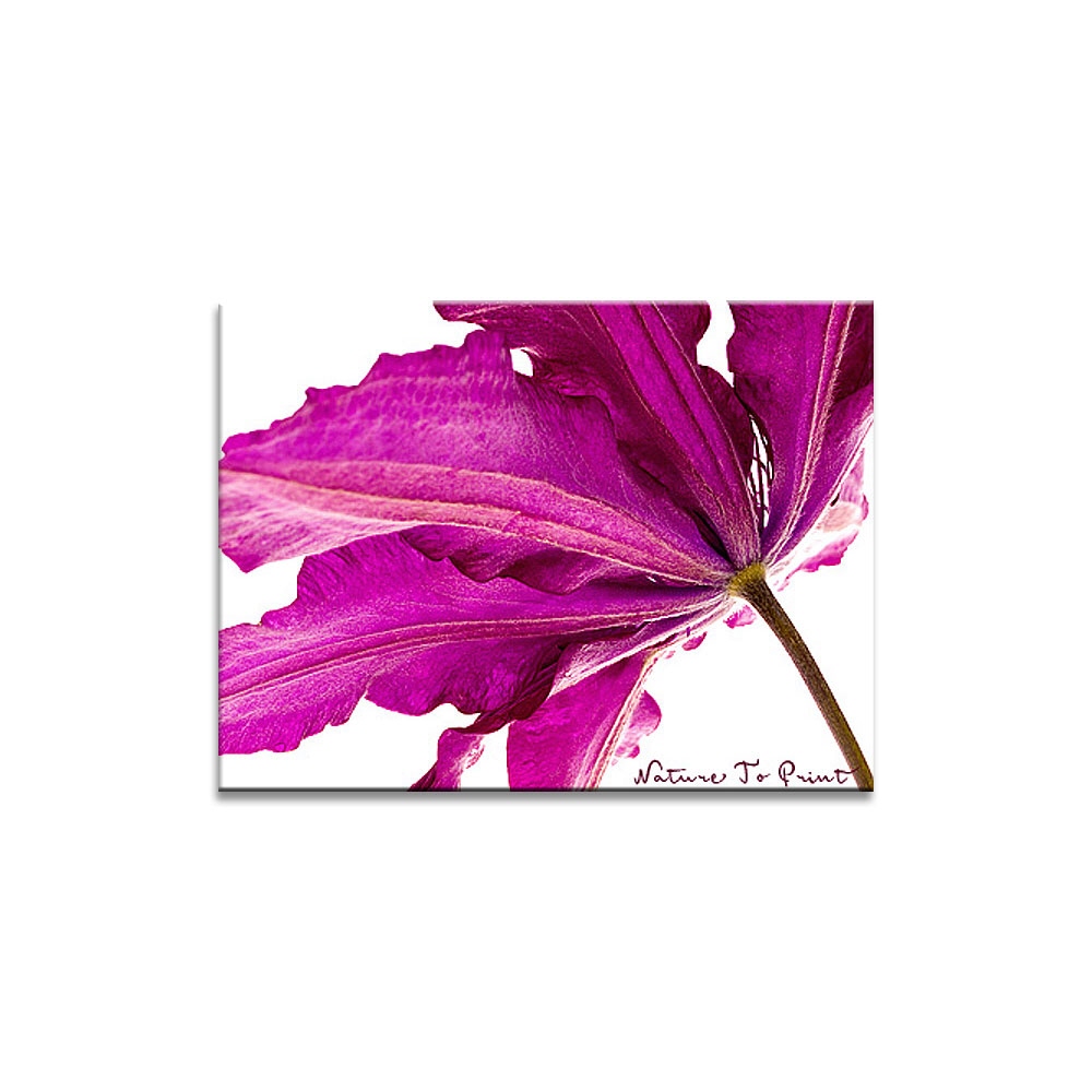 Blumenbild Purpune Augenweide